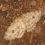 オオトビスジエダシャク オオトビスジエダシャク