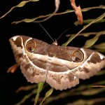 オオトモエ オオトモエ