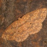 オオハグルマエダシャク オオハグルマエダシャク