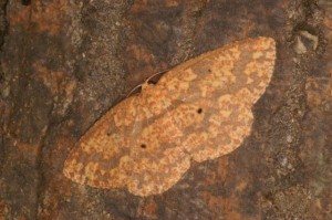 オオハグルマエダシャク