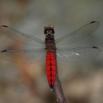 オオハラビロトンボ