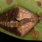 オオホシミミヨトウ オオホシミミヨトウ