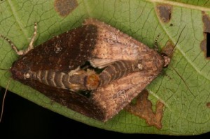 オオホシミミヨトウ