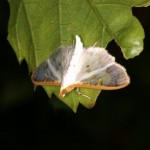 オオモンヒメシロノメイガ オオモンヒメシロノメイガ