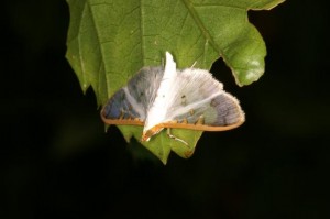 オオモンヒメシロノメイガ