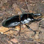 オキナワマルバネクワガタ オキナワマルバネクワガタ♂