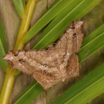 オキナワエダシャク オキナワエダシャク