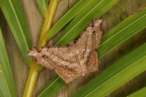 オキナワエダシャク