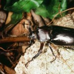 オキナワカブト