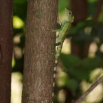 オキナワキノボリトカゲ