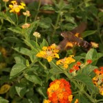 オキナワクロホウジャク オキナワクロホウジャク