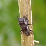 オキナワコクワガタ