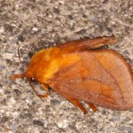 オキナワナシイラガ オキナワナシイラガ