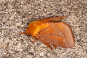 オキナワナシイラガ