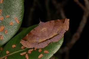 オキナワマエモンヒメクチバ