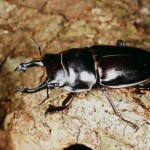 オキナワマルバネクワガタ　大歯型