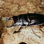 オキナワマルバネクワガタ（♂）