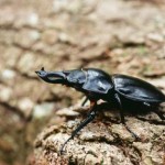 オキナワマルバネクワガタ