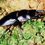 オキナワマルバネクワガタ