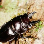 オキナワマルバネクワガタ