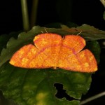 オビベニホシシャク オビベニホシシャク