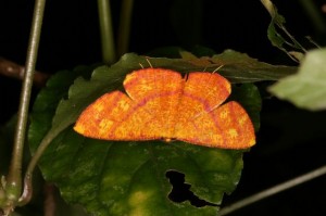 オビベニホシシャク