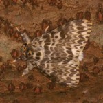 カシワマイマイ カシワマイマイ