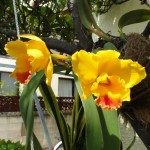 カトレア カトレア