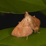 カバイロトガリメイガ カバイロトガリメイガ