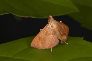 カバイロトガリメイガ