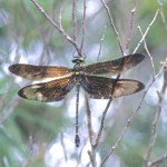 カラスヤンマ（♀）