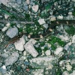 pict-e382ace383a9e382b9e38392e38390e382a2