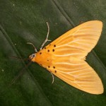 キイロヒトリモドキ キイロヒトリモドキ