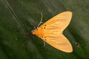 キイロヒトリモドキ