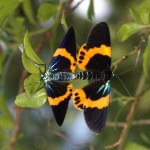 キオビエダシャク キオビエダシャク