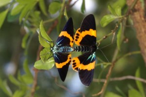 キオビエダシャク