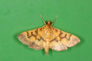 キオビノメイガ