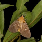 キシタヒトリモドキ キシタヒトリモドキ