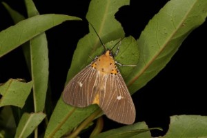 キシタヒトリモドキ