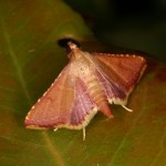 キベリトガリメイガ キベリトガリメイガ