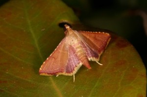 キベリトガリメイガ