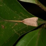 キベリハイヒゲナガキバガ キベリハイヒゲナガキバガ