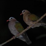 キンバト雌雄 キンバト雌雄 ¥15000