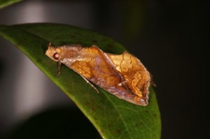 キンモンエグリバ