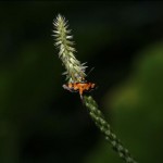 キンモンノメイガ キンモンノメイガ