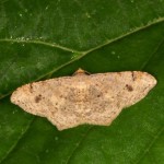 ギンネムエダシャク ギンネムエダシャク