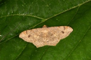 ギンネムエダシャク