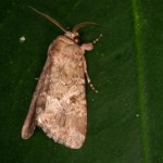 クシヒゲスジキリヨトウ クシヒゲスジキリヨトウ