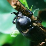 クメジマカブト