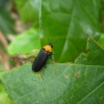 クメジマボタル